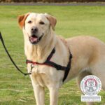 Hondenharnas Anti-Trek voor Training – Trixie Lead'n'Walk Soft