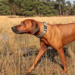 Halsband Comfortvoering Verstelbaar – DUVO EXPLOR Ultimate Fit Comfy - Afbeelding 3