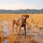 Honden Tuigje Anti-Trek Ergonomisch voor Wandelen – DUVO EXPLOR Ultimate Fit - Afbeelding 3