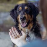 Hondensnack Monoproteïne Meelwormhartjes – Trixie - Afbeelding 4