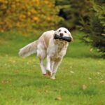 Apportdummy met Snackvak voor Apporteertraining – Karlie SNACK DUMMY - Afbeelding 2