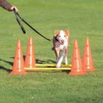 Agility Hindernisset met Verstelbare Pylonen voor Training – Trixie