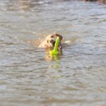 Hondenspeelgoed Zwemend Apporteerobject 29 cm – Trixie MOT®-Aqua - Afbeelding 3