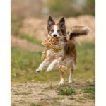 Hondenspeelkoord Katoen voor Tandverzorging – Trixie Denta Fun - Afbeelding 2