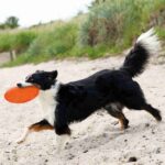 Werpdisc Drijvend voor Waterspel – Trixie TPR Dog Disc - Afbeelding 4