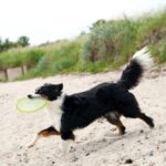 Werpdisc Drijvend voor Waterspel – Trixie TPR Dog Disc - Afbeelding 2