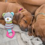 Pluche Bijtspeelgoed met Bijtring voor Puppy – Trixie Junior Bär - Afbeelding 3