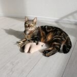 Kattenspeeltje Pluche Navulbaar met Kattengras – D&D Home Latif - Afbeelding 3