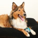 Hondenspeelbal Sensorisch voor Blinde en Slechtziende Honden – D&D Home Luca - Afbeelding 3