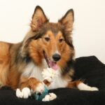 Hondenspeelbal van Natuurrubber met Katoenen Touw – D&D Home Levi - Afbeelding 3