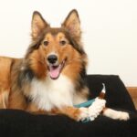 Hondenspeelgoed TPR-Rubber met Katoenen Touw voor Apporteren en Trekken – D&D Milan - Afbeelding 3