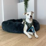 Hondenspeelgoed TPR-Rubber met Katoenen Touw voor Apporteren en Trekken – D&D Milan - Afbeelding 4