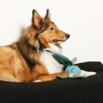 Katoenen Speelknoop met Handgrepen voor Apport – D&D Home Jule - Afbeelding 3