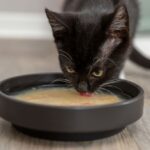 Kattenbouillon met Kip en Zalm voor Droogvoer – Trixie Kittis Salmon Soup - Afbeelding 4
