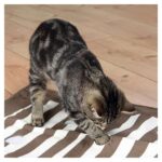 Kattenspeeldeken met Verborgen Traktaties voor Mentale Stimulatie – Trixie Cat Activity