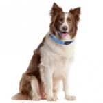 Verlichte Halsband LED Plat voor Langharige Honden – Karlie Flamingo Visio Light - Afbeelding 2