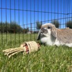 Knabbel- en Klimspeelgoed van Waterhyacint en Maïskolf voor Knaagdieren en Konijnen – DUVO - Afbeelding 3