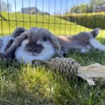 Knaagspeelgoed van Waterhyacint en Maïsbladeren – DUVO Duvoplus - Afbeelding 3