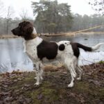 Halsband Extra Breed met Neopreen, Verstelbaar – Duvo EXPLOR Ultimate Fit Control - Afbeelding 3