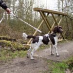 Honden Riem 2in1 Anti-Ruk met Neopreenhandgrepen – Duvoplus EXPLOR Ultimate Fit - Afbeelding 3