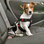 Honden Autogordel Verstelbaar met Gewatteerd Borststuk – Karlie Auto-Sicherheitsgurt