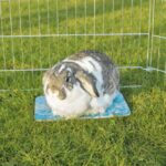 Koelplaat Keramisch voor Kleine Dieren – Trixie 28 x 20 cm - Afbeelding 3