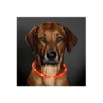 LED-Verlichtingsslang Oplaadbaar voor Halsbanden – Karlie Visio Light - Afbeelding 3