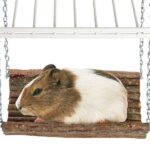 Knaagdier Schommel van Echt Hout voor Verblijf – Karlie RODY SWING