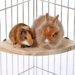 Zitplank van Natuurhout voor Knaagdierkooi – Karlie