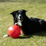 Hondenbal Extra Stevig – PROCYON Treibball - Afbeelding 2