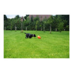 Hondenspeelbal Onvoorspelbare Bewegingen voor Vlak Water – Hofman Animal Care - Afbeelding 4