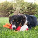 Hondenspeelgoed van Brandweerslang Drijvend voor Binnen en Buiten – Hofman Animal Care Sammy Stripes - Afbeelding 3