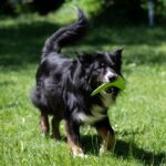 Werpboemerang Bijtbestendig voor Honden – PROCYON Boomerang - Afbeelding 4