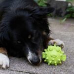 Snackbal Visvorm voor Honden met Vulopening – PROCYON TPR Snackball