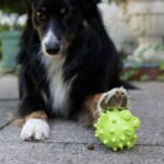 Snackbal Visvorm voor Honden met Vulopening – PROCYON TPR Snackball - Afbeelding 3