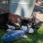 Kattenspeeltje Bewegende Forel Oplaadbaar – Robocat Forelle - Afbeelding 4
