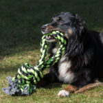 Kauwkoord Ring Extra Groot voor Spel – PROCYON XXL-Kauseil - Afbeelding 3