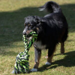 Kauwkoord Ring Extra Groot voor Spel – PROCYON XXL-Kauseil - Afbeelding 4