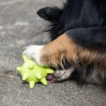 Snackbal Bijtbestendig voor Snoepjes – PROCYON TPR - Afbeelding 4