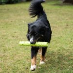 Apportdummy Bijtbestendig van TPR 30 cm – PROCYON TPR Dummy - Afbeelding 2