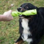 Apportdummy Bijtbestendig van TPR 30 cm – PROCYON TPR Dummy - Afbeelding 3