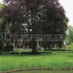 Graszaadmengsel voor Natte Locaties – Rasen Kiepenkerl RSM 7.3.1