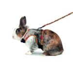 Kleintierharnas met Flexibele Riem maat – Karlie Comfort 2 in 1 - Afbeelding 4