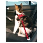 Kattenveiligheidsgordel Rood – Trixie 1294-TRXI
