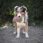 Honden Apporteerdummy in Eendvorm met Imitatiebont – PROCYON PS-41677 - Afbeelding 5