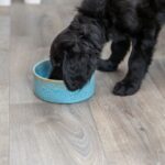 Keramische Hondenbak met Patroon Blauw 0,4 l Ø 13 cm – Trixie 25112-TRXI-VAR - Afbeelding 4