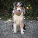 Honden Apporteerdummy in Eendvorm met Imitatiebont – PROCYON PS-41677 - Afbeelding 6