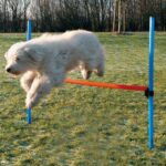 Agilityhorde met Verstelbare Hoogte – Trixie 3207-TRXI