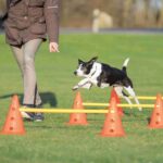 Pionnenhindernis Set met Verstelbare Hoogte – Trixie 32091-TRXI