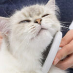 Kattenverzorgingsset voor Halflang en Langhaar – Hagen 40010-HAG - Afbeelding 4